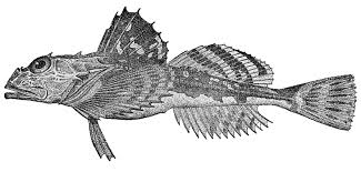 Image result for Myoxocephalus octodecemspinosus
