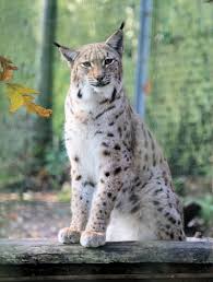 Image result for Lancashire Lynx