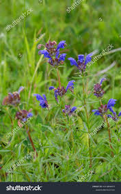 Attēlu rezultāti vaicājumam “Dracocephalum ruyschiana leaf”