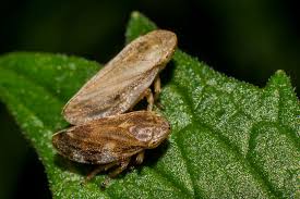 Attēlu rezultāti vaicājumam “Philaenus spumarius”