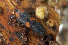 Attēlu rezultāti vaicājumam “Bitoma crenata”