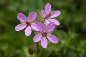 Attēlu rezultāti vaicājumam “Erodium cicutarium flower”