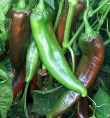 Afbeeldingsresultaat voor numex sandia hot pepper