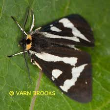 Attēlu rezultāti vaicājumam “Parasemia plantaginis female”