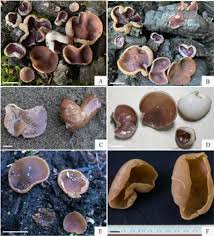 Attēlu rezultāti vaicājumam “Ombrophila violacea spores”