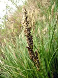 Attēlu rezultāti vaicājumam “Carex paniculata”