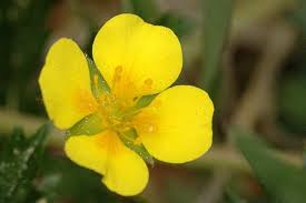 Attēlu rezultāti vaicājumam “Potentilla erecta flower”