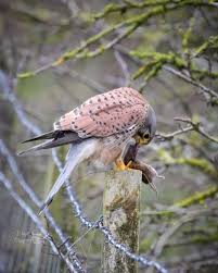 Attēlu rezultāti vaicājumam “Falco tinnunculus”