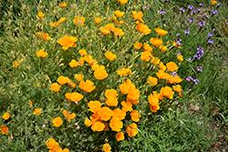 Attēlu rezultāti vaicājumam “Eschscholzia californica”