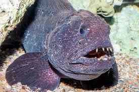 Image result for Anarhichas denticulatus