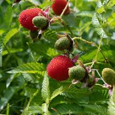 Attēlu rezultāti vaicājumam “Rubus illecebrosus fruit”