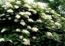 Attēlu rezultāti vaicājumam “Sorbaria sorbifolia flower”