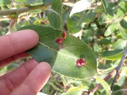 Attēlu rezultāti vaicājumam “Euura acutifoliae”