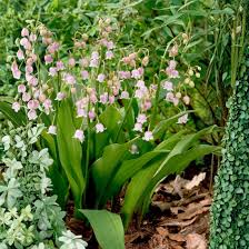 Attēlu rezultāti vaicājumam “Convallaria majalis”