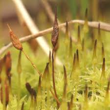 Attēlu rezultāti vaicājumam “Racomitrium canescens sporophyte”