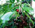 Black Cherry