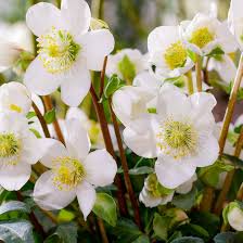 Image result for Christrose