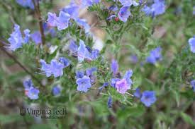 Attēlu rezultāti vaicājumam “Echium vulgare bud”