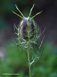 Image result for Nigella damascena