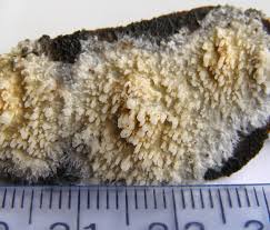 Attēlu rezultāti vaicājumam “Basidioradulum radula”