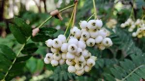 Attēlu rezultāti vaicājumam “Sorbus alnifolia fruit”