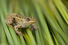 Attēlu rezultāti vaicājumam “Licea minima macro”