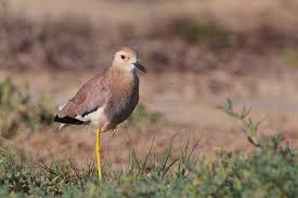 Image result for Vanellus leucurus