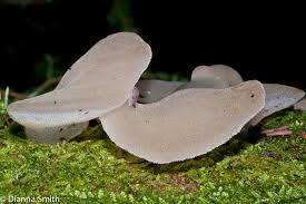 Attēlu rezultāti vaicājumam “Pseudohydnum gelatinosum”