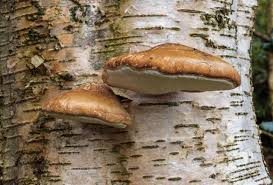 Attēlu rezultāti vaicājumam “Piptoporus betulinus”