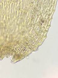 Attēlu rezultāti vaicājumam “Thamnobryum subserratum”