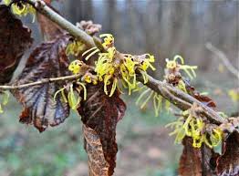 Attēlu rezultāti vaicājumam “Hamamelis japonica bud”