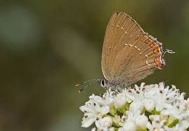 Attēlu rezultāti vaicājumam “Satyrium ilicis”