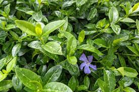 Attēlu rezultāti vaicājumam “Vinca minor leaf”