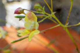 Attēlu rezultāti vaicājumam “Impatiens parviflora leaf”