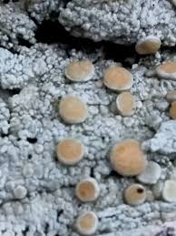 Attēlu rezultāti vaicājumam “Icmadophila ericetorum”