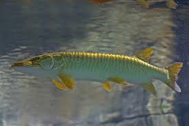 Image result for Esox masquinongy