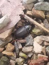 Attēlu rezultāti vaicājumam “Pseudoophonus rufipes”