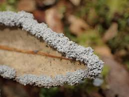 Attēlu rezultāti vaicājumam “Fuligo gyrosa”