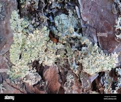 Attēlu rezultāti vaicājumam “Parmeliopsis ambigua”