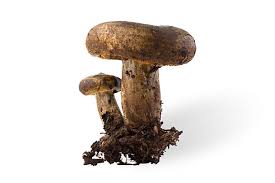 Attēlu rezultāti vaicājumam “Lactarius necator”