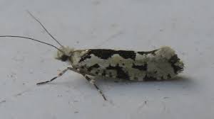 Attēlu rezultāti vaicājumam “Ypsolopha sequella”