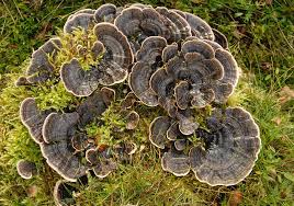 Attēlu rezultāti vaicājumam “Trametes”