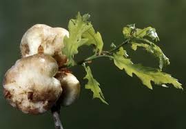 Attēlu rezultāti vaicājumam “Biorhiza pallida”