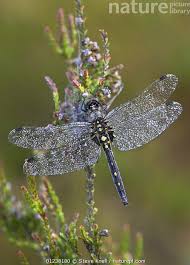 Attēlu rezultāti vaicājumam “Leucorrhinia dubia”