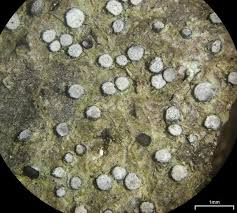 Attēlu rezultāti vaicājumam “Lecanactis abietina”