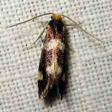 Attēlu rezultāti vaicājumam “Incurvaria praelatella”