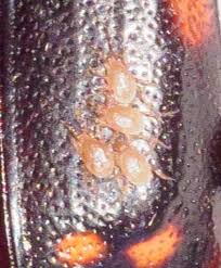 Attēlu rezultāti vaicājumam “Poecilochirus sp.”