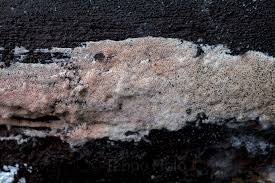 Attēlu rezultāti vaicājumam “Ceriporia viridans”