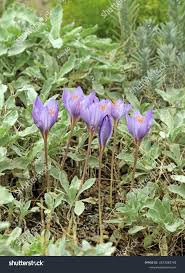 Attēlu rezultāti vaicājumam “Crocus speciosus”