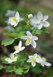Attēlu rezultāti vaicājumam “Isopyrum thalictroides flower”